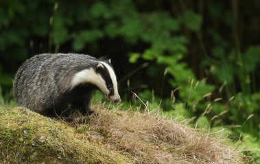 A magnificent Badger (Meles meles) surrounded by a cloud of biting midges in Scotland.