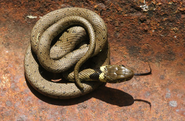 A beautiful Grass Snake (Natrix natrix) with its tongue sticking out, warming up on a piece of metal .