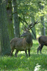 Fototapeta premium Belgique Wallonie Paysage animaux cerfs sangliers...
