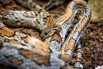 Snake biting himself