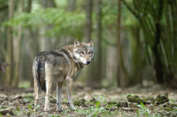 Belgique Wallonie Han sur Lesse reserve animaux cerf moufflon biche bois foret ours nature brame