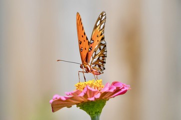 Gulf fritillary butterfly on a pink zinnia 