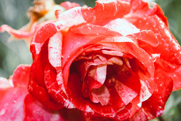Closeup on a beautiful single red rose with water drops