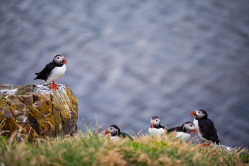 Cute Atlantic Puffin - ratercula arctica in Borgarfjordur eystri ,Iceland.