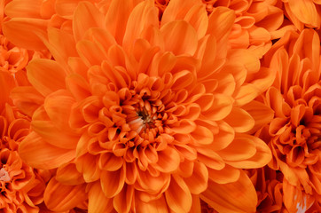 Orange flower aster macro - 223119490