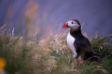 Cute Atlantic Puffin - ratercula arctica in Borgarfjordur eystri ,Iceland.