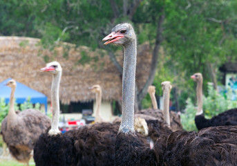 Ostrich on the farm.