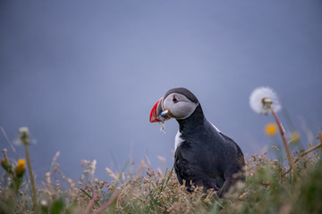 Cute Atlantic Puffin - ratercula arctica in Borgarfjordur eystri ,Iceland.