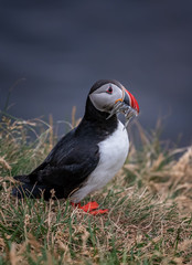 Cute Atlantic Puffin - ratercula arctica in Borgarfjordur eystri ,Iceland.