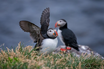 Cute Atlantic Puffin - ratercula arctica in Borgarfjordur eystri ,Iceland.