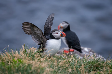 Cute Atlantic Puffin - ratercula arctica in Borgarfjordur eystri ,Iceland.