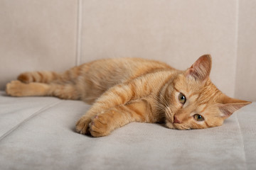 Fototapeta na wymiar Full body portrait of a cute red-haired kitten lying on a beige couch.