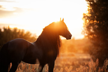 Friesen Hengst im Abendlicht