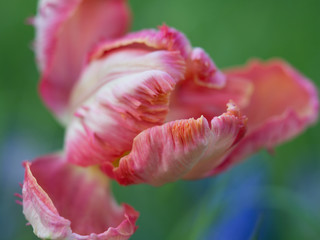 Tulip petal rosy