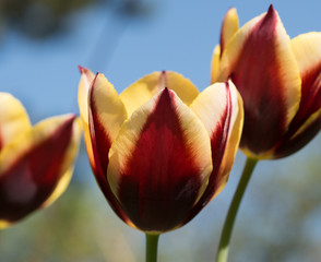 Tulip yellow and red