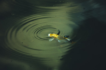 small yellow fish in pond closeup