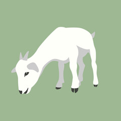 goat  vector illustration flat style front side