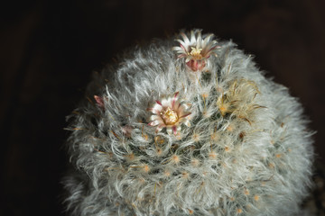 Cactus flower, Beautiful blooming wild desert with low key tone