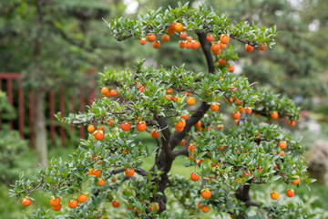 Bonsai with orange fruits in a park
