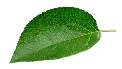 Green apple leaf isolated