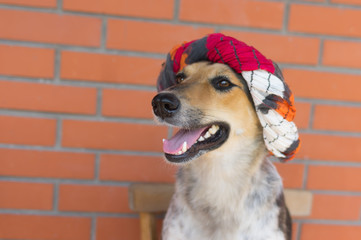 Positive portrait of happy cross breed of hunting dog resting in an old chair against brick wall