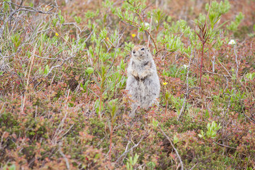 Ground Squirrel