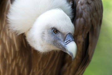 Portrait of griffon vulture (Gyps fulvus)