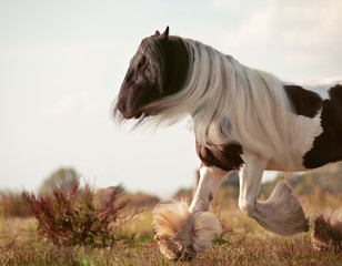 Tinker im Galopp