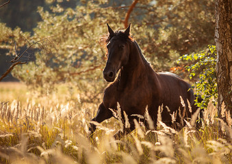 Friesen Stute im Galopp