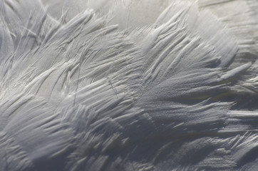 piume di cigno
