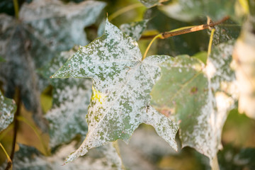 Powdery mildew on foliage of Acer tataricum or Tatarian maple