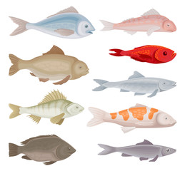 Flat vector set of different kinds of fish. Aquarium and marine animals with fins. Sea creatures