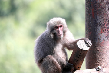 サル　日本猿　ヤクニホンザル　猿
