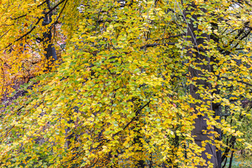 bright multicolored leaves on the branches of beech tree in the autumn forest. nature fall background