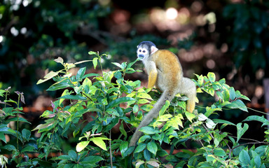 リスザル　猿　さる　サル　小型猿