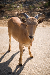 A young mountain goat (Bovidae) stands on the road in the sunny in the morning. Nature and wildlife concept