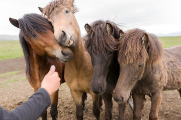 Young icelandic horses on the farm