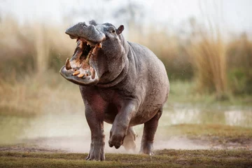 Foto op Plexiglas Agressief nijlpaardmannetje dat de auto aanvalt. Reusachtig nijlpaardmannetje dat de tegenstander intimideert. Wild dier in de natuur habitat. Afrikaanse dieren in het wild. Dit is Afrika. Nijlpaard amfibie. © photocech