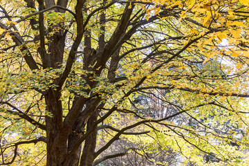 view of autumn park trees with yellow foliage 