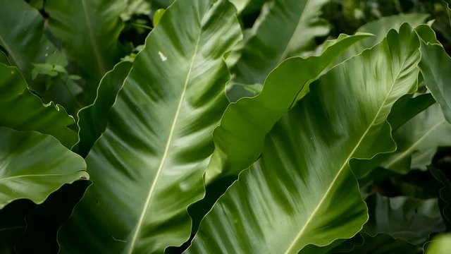Bird's Nest fern, Asplenium nidus. Wild Paradise rainforest jungle plant as natural floral background. Abstract texture close up of fresh exotic tropical green fresh curly leaves in fantasy dark woods