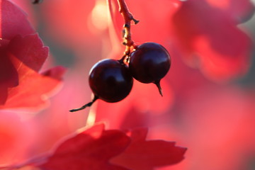 Berries of blackcurrants on a red autumn leaves background