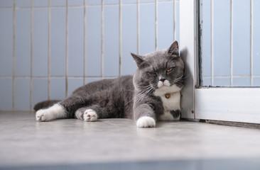 British short hair cat, indoor shooting