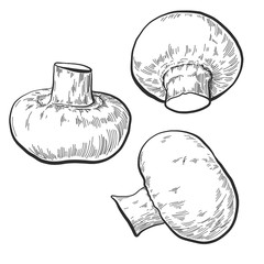Hand drawn mushroom set monochrome etching drawing isolated on white background. Ink line art. Vintage vector illustration.