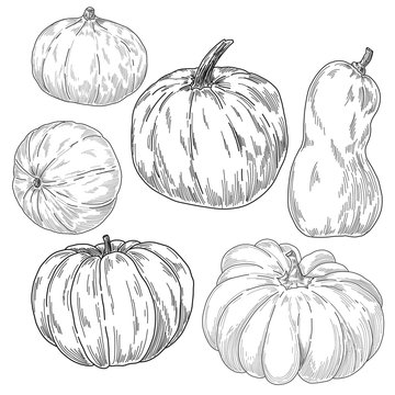 Hand drawt pumpkin set, vintage food engraving illustration. Pen and ink line art, fall season harvest.