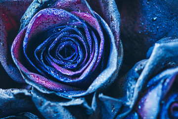 Macro photography of blue - neon roses with raindrops. Fantasy and magic concept. Selective focus.