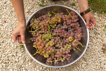 Red grapes on vine hands