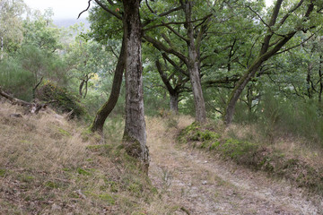 old forest road