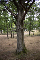 oak