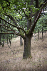 Fototapeta premium oak
