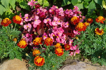 Fototapeta na wymiar Begonia semperflorens and Tagetes on a flower bed in the garden